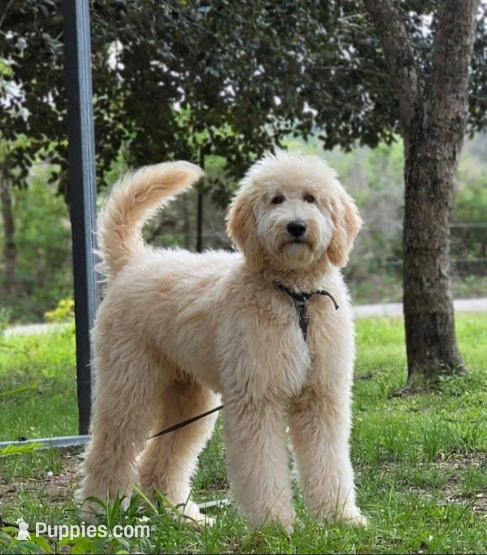 "BISCUIT" Multi-gen – Goldendoodle puppy for sale in Mittie, LA