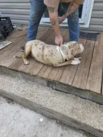 Otis, a male American Bully for sale in Poplar Bluff, MO – 5 of 5