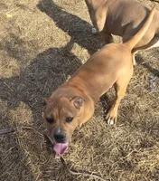 Your Choice, a female American Bully for sale in Poplar Bluff, MO – 1 of 1