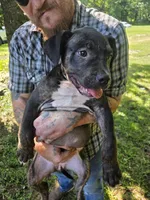 Princess, a female American Bully for sale in Poplar Bluff, MO – 3 of 3