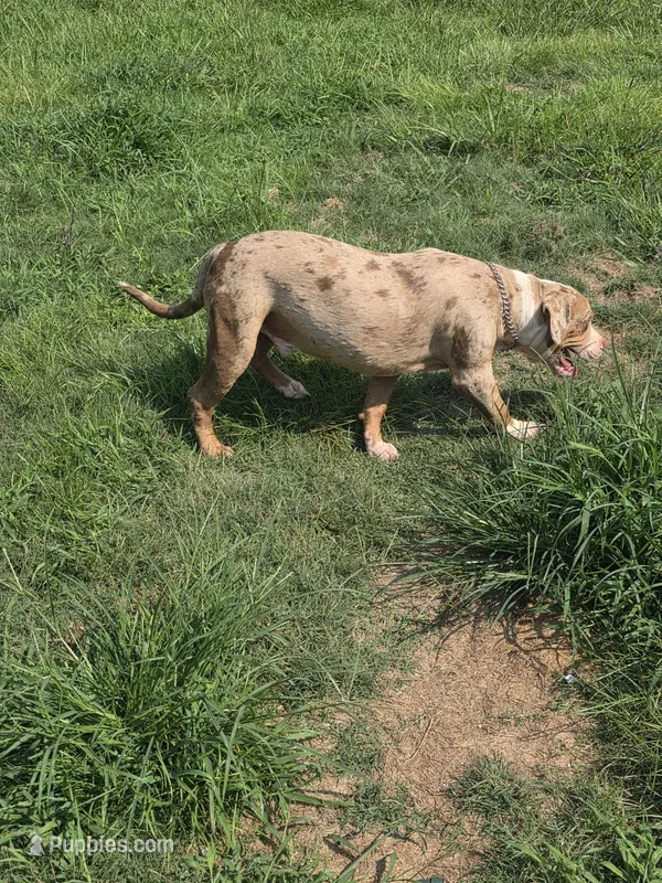 Otis – American Bully puppy for sale in Poplar Bluff, MO