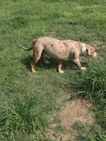 Otis, a male American Bully for sale in Poplar Bluff, MO – 1 of 5