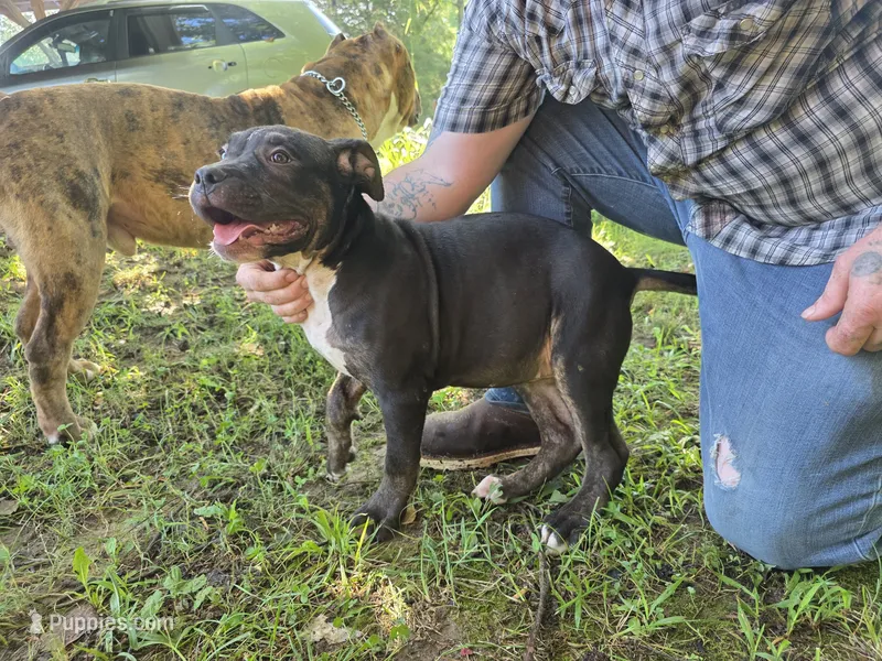 Princess – American Bully puppy for sale in Poplar Bluff, MO
