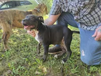 Princess, a female American Bully for sale in Poplar Bluff, MO – 1 of 3
