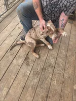 Otis, a male American Bully for sale in Poplar Bluff, MO – 4 of 4