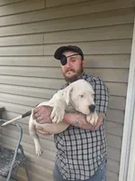 moo moo, a male American Bully for sale in Poplar Bluff, MO – 2 of 2