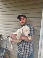 Cow, a male American Bully for sale in Poplar Bluff, MO – 1 of 4
