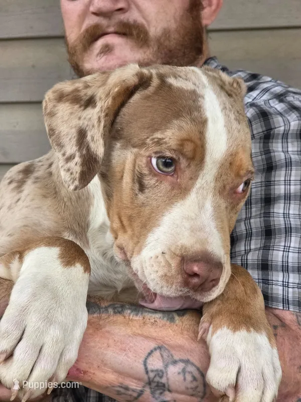 Otis – American Bully puppy for sale in Poplar Bluff, MO