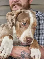 Otis, a male American Bully for sale in Poplar Bluff, MO – 1 of 4