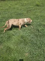 Otis, a male American Bully for sale in Poplar Bluff, MO – 3 of 5