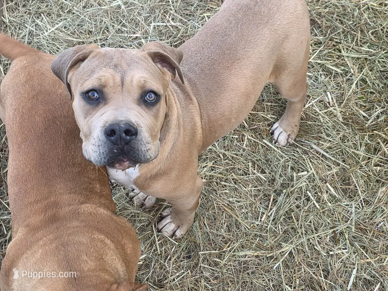 Your Choice – American Bully puppy for sale in Poplar Bluff, MO