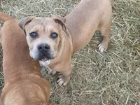 Your Choice, a male American Bully for sale in Poplar Bluff, MO – 1 of 1