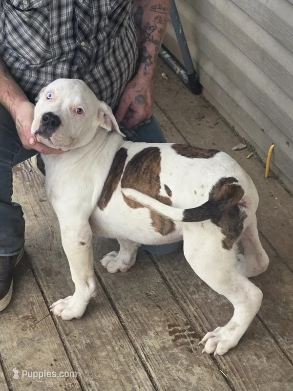 moo moo – American Bully puppy for sale in Poplar Bluff, MO