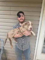 Otis, a male American Bully for sale in Poplar Bluff, MO – 2 of 4