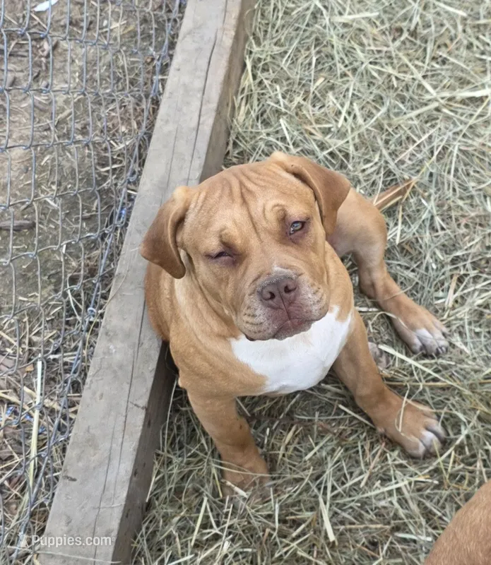 Your Choice – American Bully puppy for sale in Poplar Bluff, MO