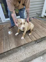 Otis, a male American Bully for sale in Poplar Bluff, MO – 2 of 5