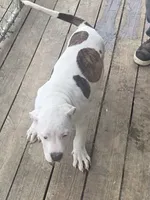 Cow, a male American Bully for sale in Poplar Bluff, MO – 3 of 4