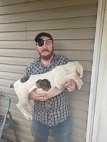Cow, a male American Bully for sale in Poplar Bluff, MO – 2 of 4