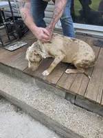 Otis, a male American Bully for sale in Poplar Bluff, MO – 4 of 5