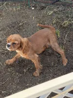 AKC Prissy 3342019293, a female Cavalier King Charles Spaniel for sale in Millbrook, AL – 5 of 5