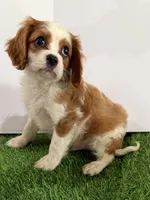 Maverick , a male Cavalier King Charles Spaniel for sale in Millbrook, AL – 1 of 5