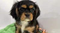 Belle, a female Cavalier King Charles Spaniel for sale in Millbrook, AL – 2 of 4