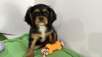 Belle, a female Cavalier King Charles Spaniel for sale in Millbrook, AL – 1 of 4