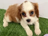 Maverick , a male Cavalier King Charles Spaniel for sale in Millbrook, AL – 3 of 5
