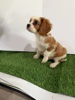 Maverick , a male Cavalier King Charles Spaniel for sale in Millbrook, AL – 2 of 5