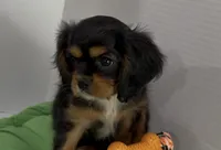 Hank, a male Cavalier King Charles Spaniel for sale in Millbrook, AL – 2 of 4