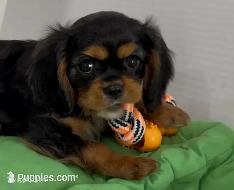 Hank – Cavalier King Charles Spaniel puppy for sale in Millbrook, AL