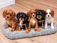 Hank, a male Cavalier King Charles Spaniel for sale in Millbrook, AL – 4 of 4