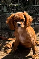 AKC Prissy 3342019293, a female Cavalier King Charles Spaniel for sale in Millbrook, AL – 3 of 5