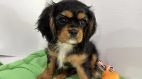 Belle, a female Cavalier King Charles Spaniel for sale in Millbrook, AL – 3 of 4