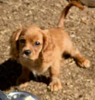 AKC Prissy 3342019293, a female Cavalier King Charles Spaniel for sale in Millbrook, AL – 4 of 5