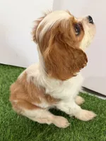 Maverick , a male Cavalier King Charles Spaniel for sale in Millbrook, AL – 4 of 5