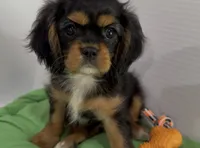Hank, a male Cavalier King Charles Spaniel for sale in Millbrook, AL – 3 of 4