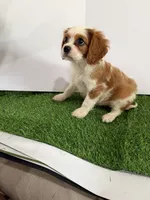 Maverick , a male Cavalier King Charles Spaniel for sale in Millbrook, AL – 5 of 5