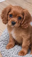 Blaze, a male Cavalier King Charles Spaniel for sale in Millbrook, AL – 1 of 2