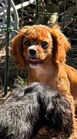AKC Prissy 3342019293, a female Cavalier King Charles Spaniel for sale in Millbrook, AL – 2 of 5