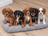 Belle, a female Cavalier King Charles Spaniel for sale in Millbrook, AL – 4 of 4