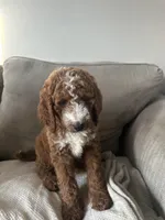 White , a female Goldendoodle for sale in Mason, OH – 1 of 2