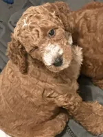 Teal, a female Goldendoodle for sale in Mason, OH – 3 of 3