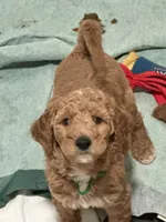 Green , a male Goldendoodle for sale in Mason, OH – 2 of 2