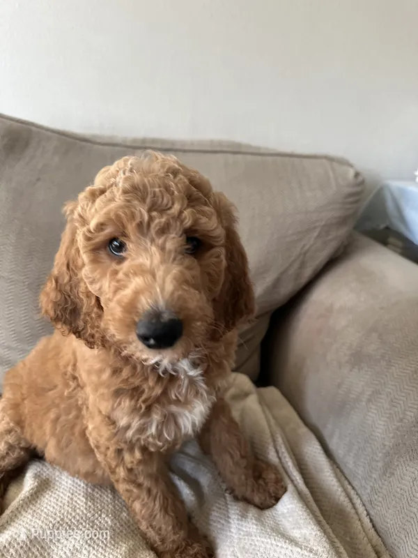 Green  – Goldendoodle puppy for sale in Mason, OH