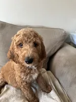 Green , a male Goldendoodle for sale in Mason, OH – 1 of 2