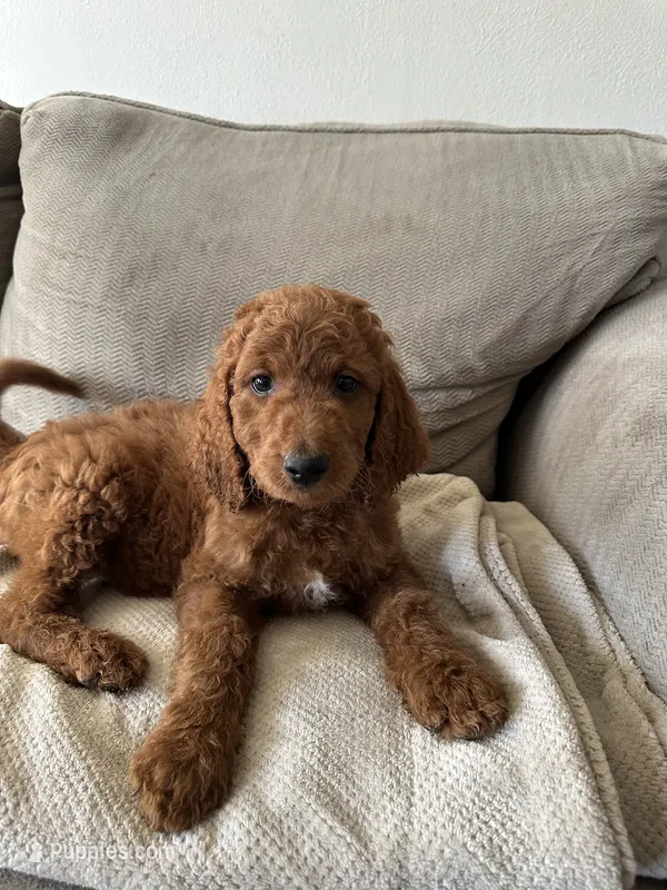 Blue “tiny” – Goldendoodle puppy for sale in Mason, OH