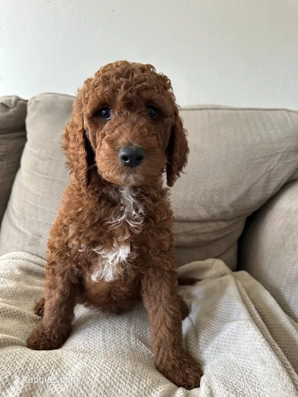 Red – Goldendoodle puppy for sale in Mason, OH