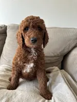 Red, a male Goldendoodle for sale in Mason, OH – 1 of 1