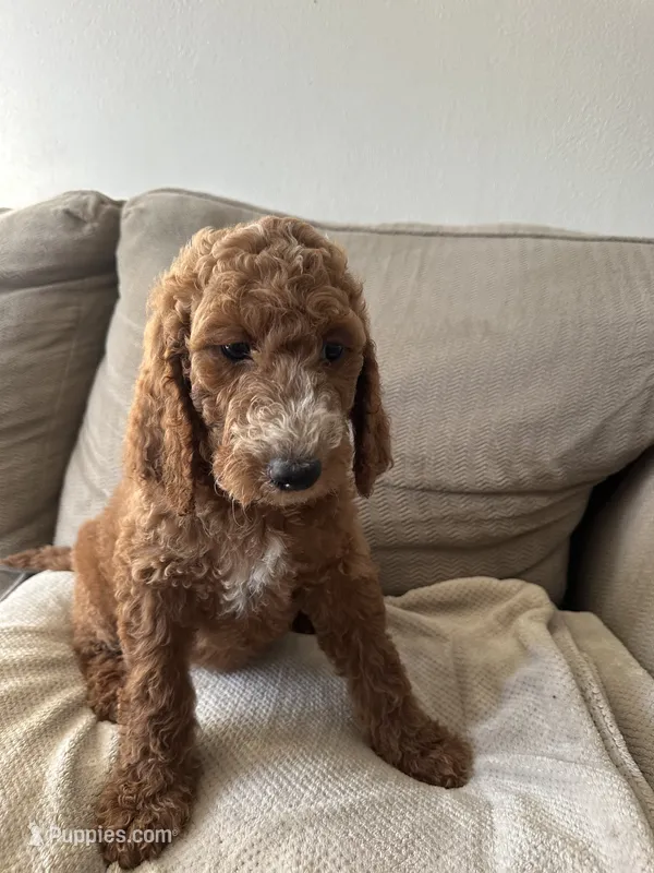 Teal – Goldendoodle puppy for sale in Mason, OH
